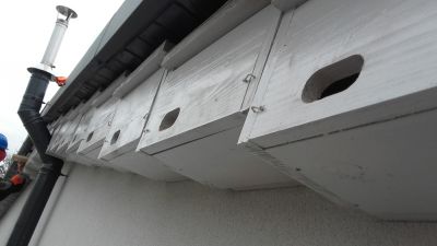 Budki dla jerzyków zamontowane na elewacji budynku